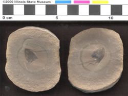 Small image of specimen