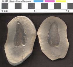 Small image of specimen
