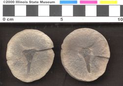 Small image of specimen