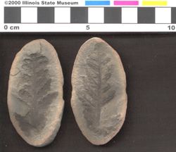 Small image of specimen