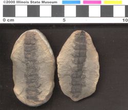 Small image of specimen