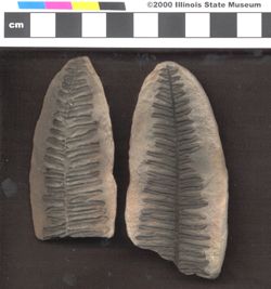 Small image of specimen