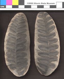 Small image of specimen