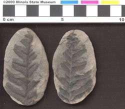 Small image of specimen