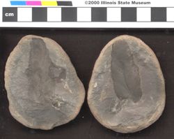 Small image of specimen