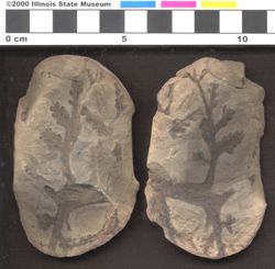Small image of specimen