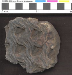 Small image of specimen
