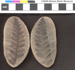 Small image of specimen