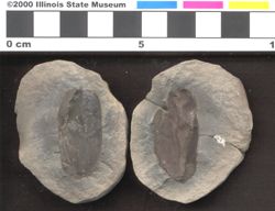 Small image of specimen