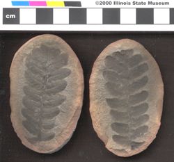 Small image of specimen