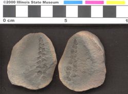 Small image of specimen