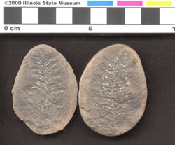 Small image of specimen