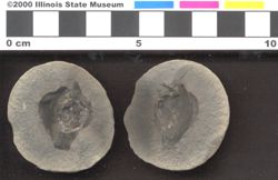 Small image of specimen
