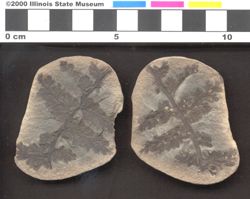 Small image of specimen