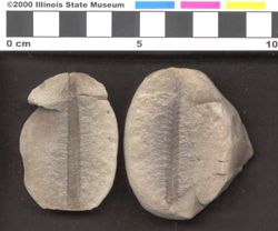 Small image of specimen