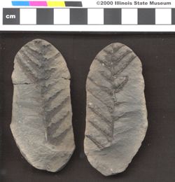 Small image of specimen