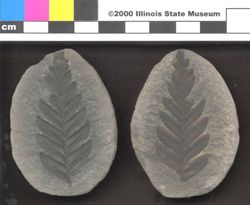 Small image of specimen