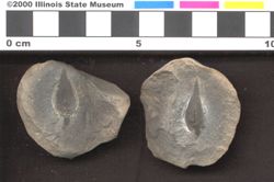 Small image of specimen