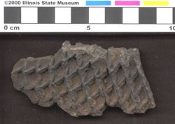 Small image of specimen