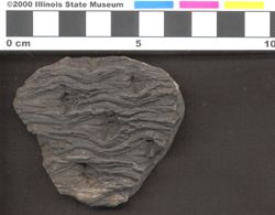 Small image of specimen