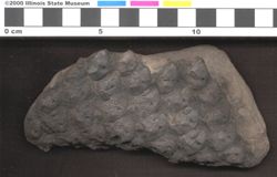 Small image of specimen