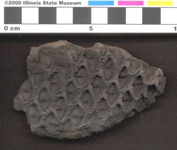 Small image of specimen