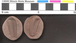 Small image of specimen