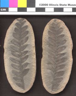 Small image of specimen