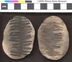 Small image of specimen