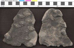 Small image of specimen