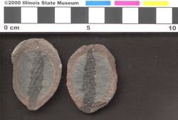 Small image of specimen