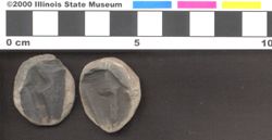 Small image of specimen