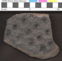 Small image of specimen
