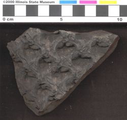 Small image of specimen