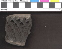 Small image of specimen