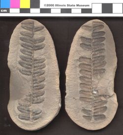 Small image of specimen