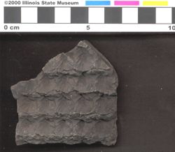 Small image of specimen