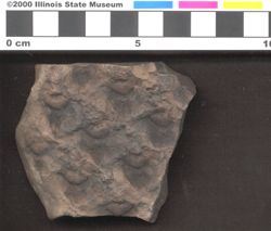 Small image of specimen