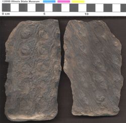 Small image of specimen