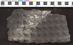 Small image of specimen