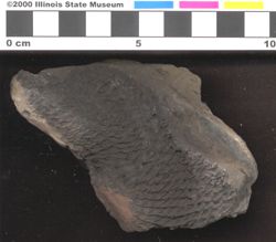 Small image of specimen