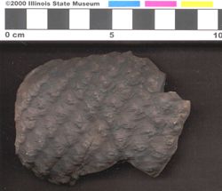 Small image of specimen