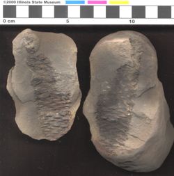 Small image of specimen