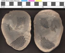 Small image of specimen