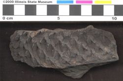 Small image of specimen