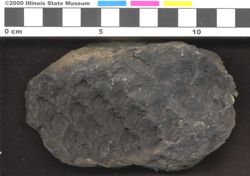 Small image of specimen
