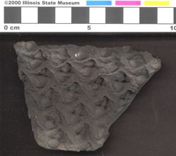 Small image of specimen
