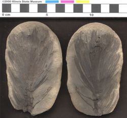 Small image of specimen