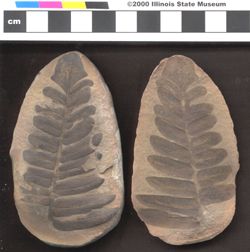 Small image of specimen