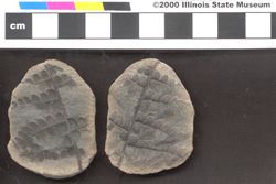 Small image of specimen